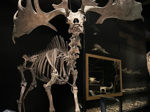 Naturalis Biodiversity Center-莱顿必去景点