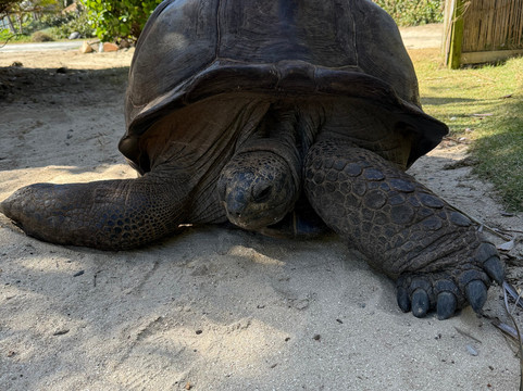 Sea It Clear Tours-North Sound必去景点