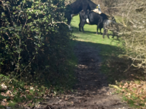 Coombe Hill-艾尔斯伯里必去景点