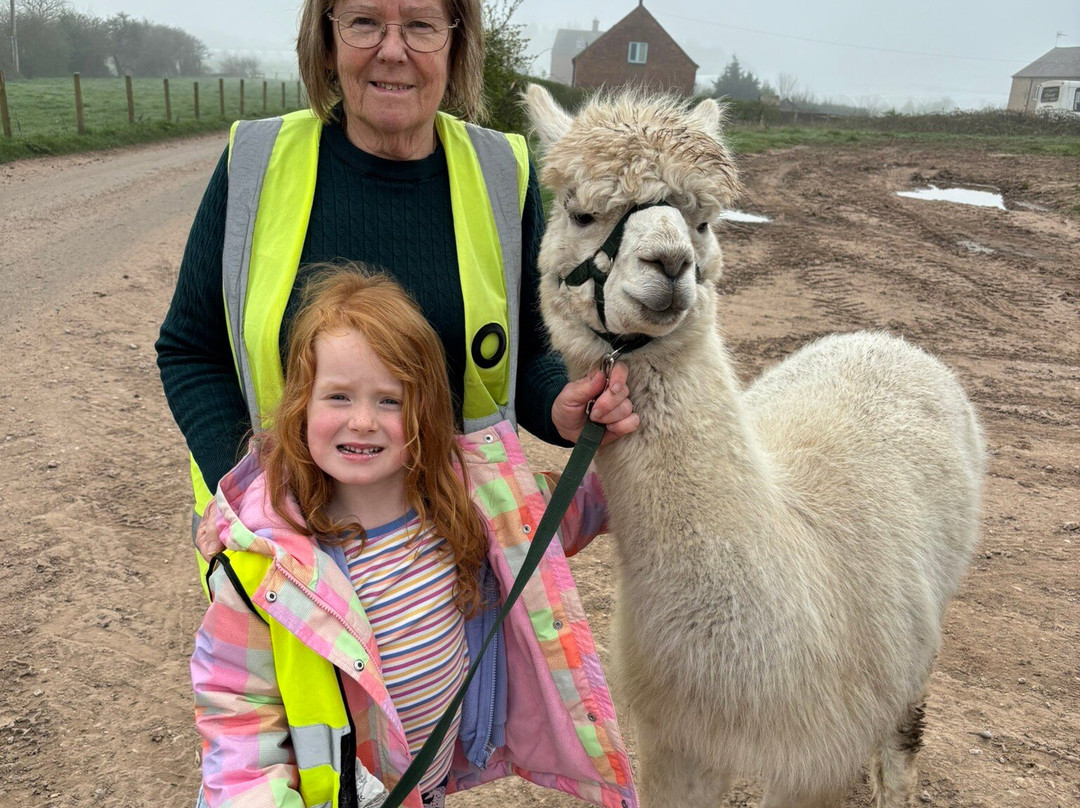 Knightley Alpaca Trekking-斯塔福德必去景点