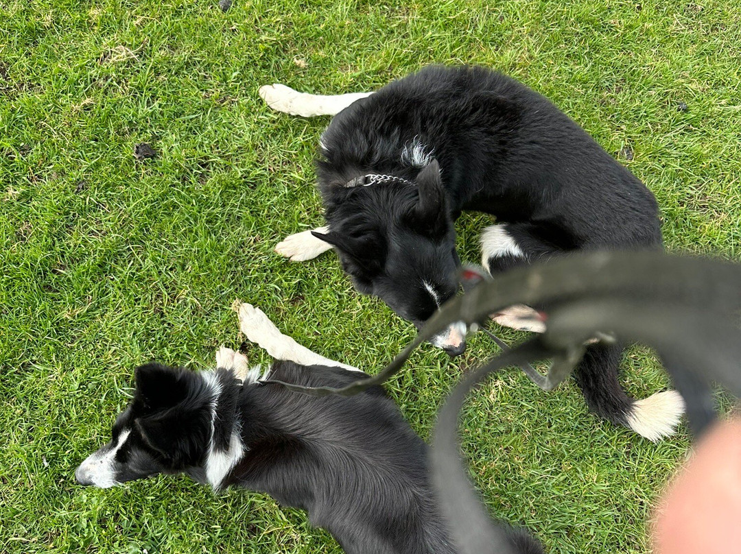 Nij Vyas Sheepdog Experience-East Norton必去景点