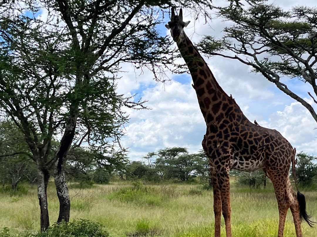 BADGER ADVENTURES TOURS & SAFARI-Arusha Chini必去景点
