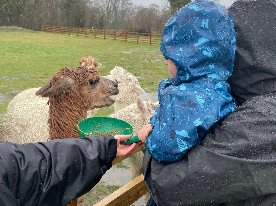 All About Alpacas Ltd.-Cartmel必去景点