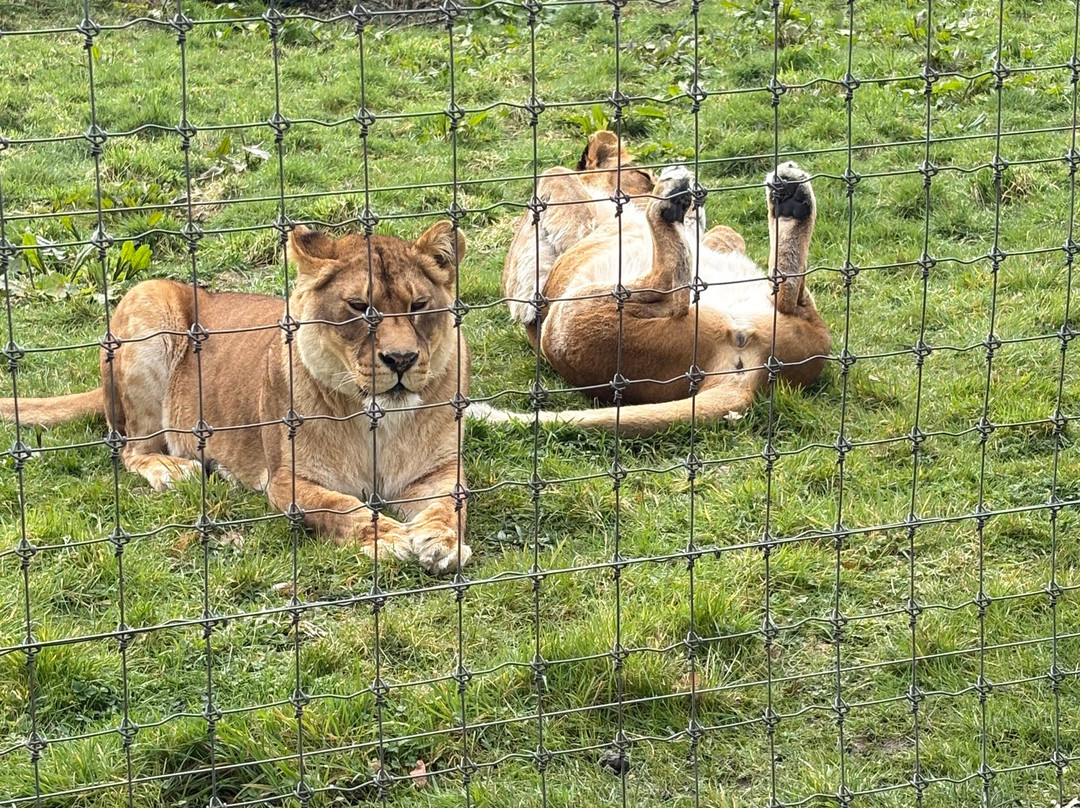 Five Sisters Zoo-West Calder必去景点
