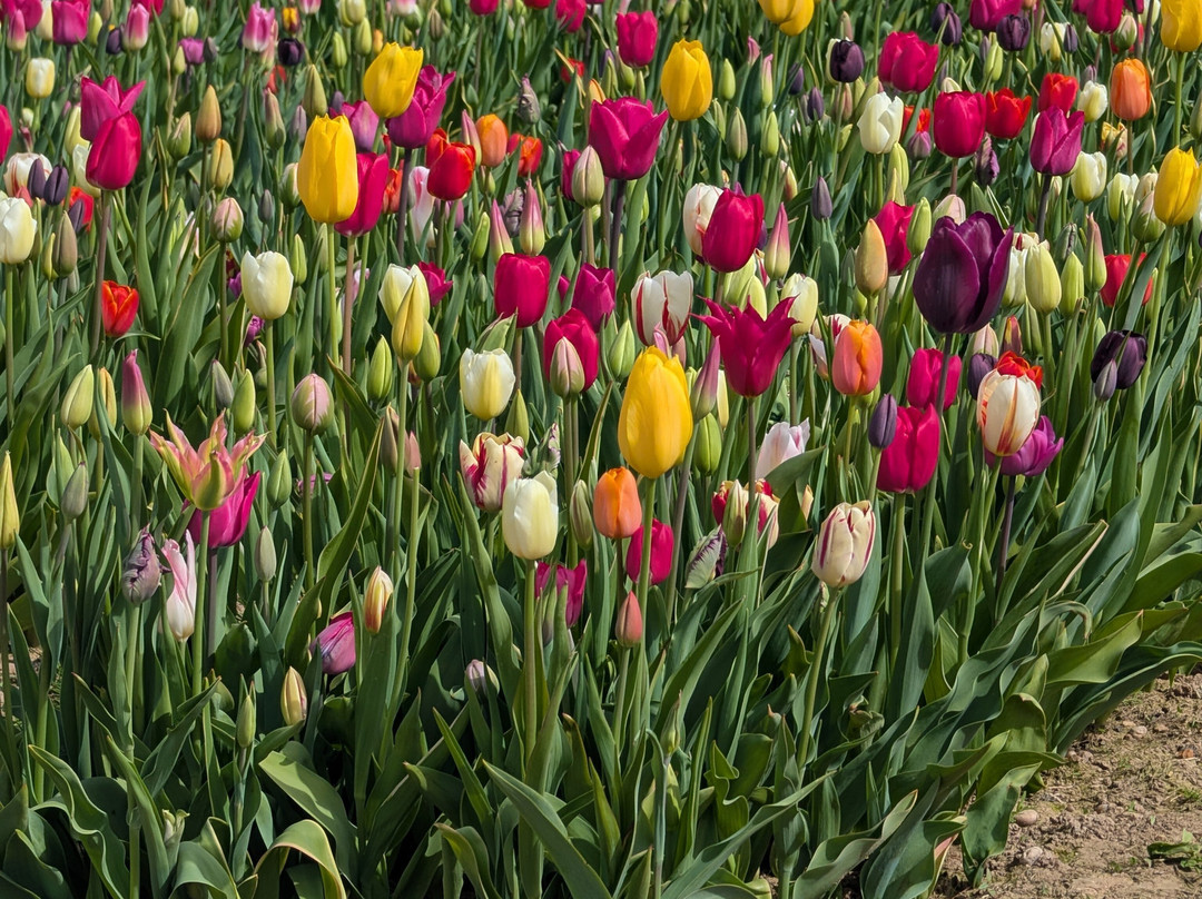 Tulleys Tulip Garden - Warwickshire-沃里克必去景点