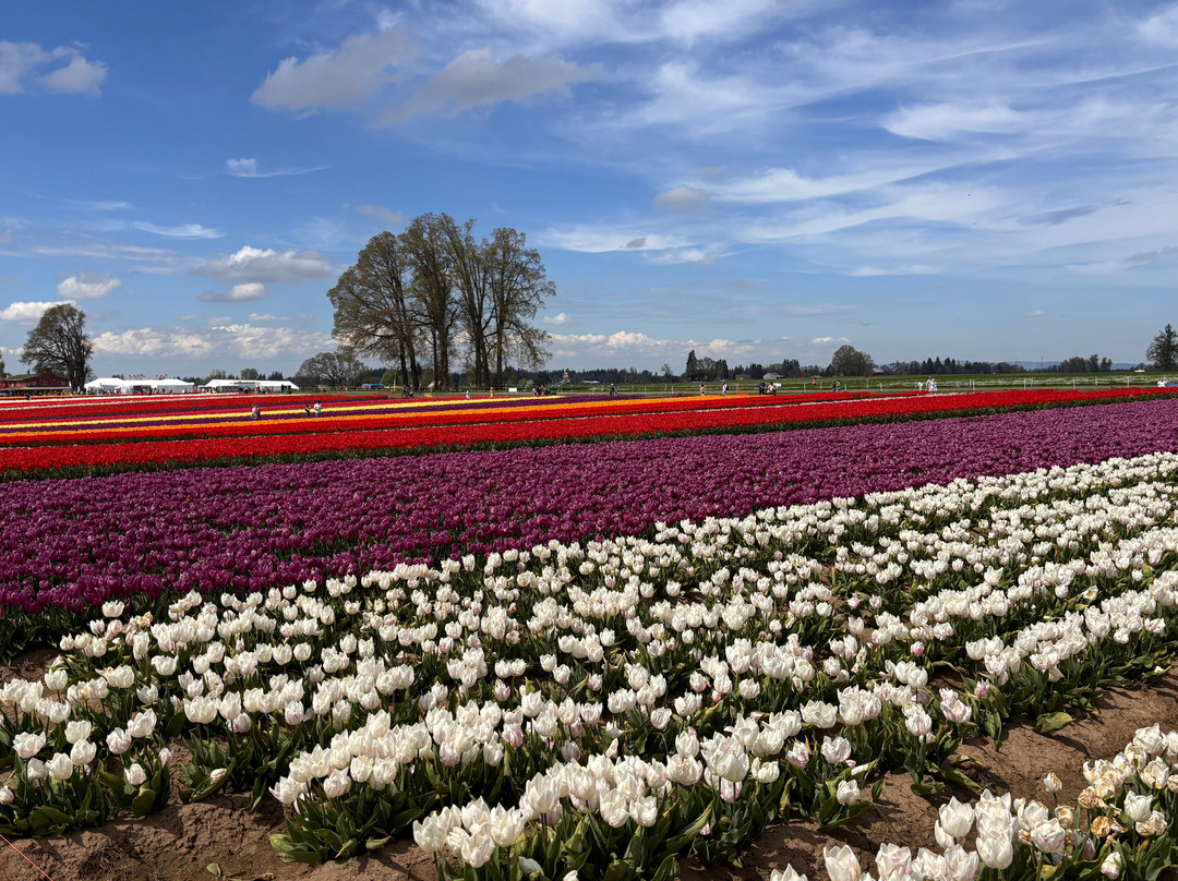 Wooden Shoe Tulip Farm-伍德本必去景点