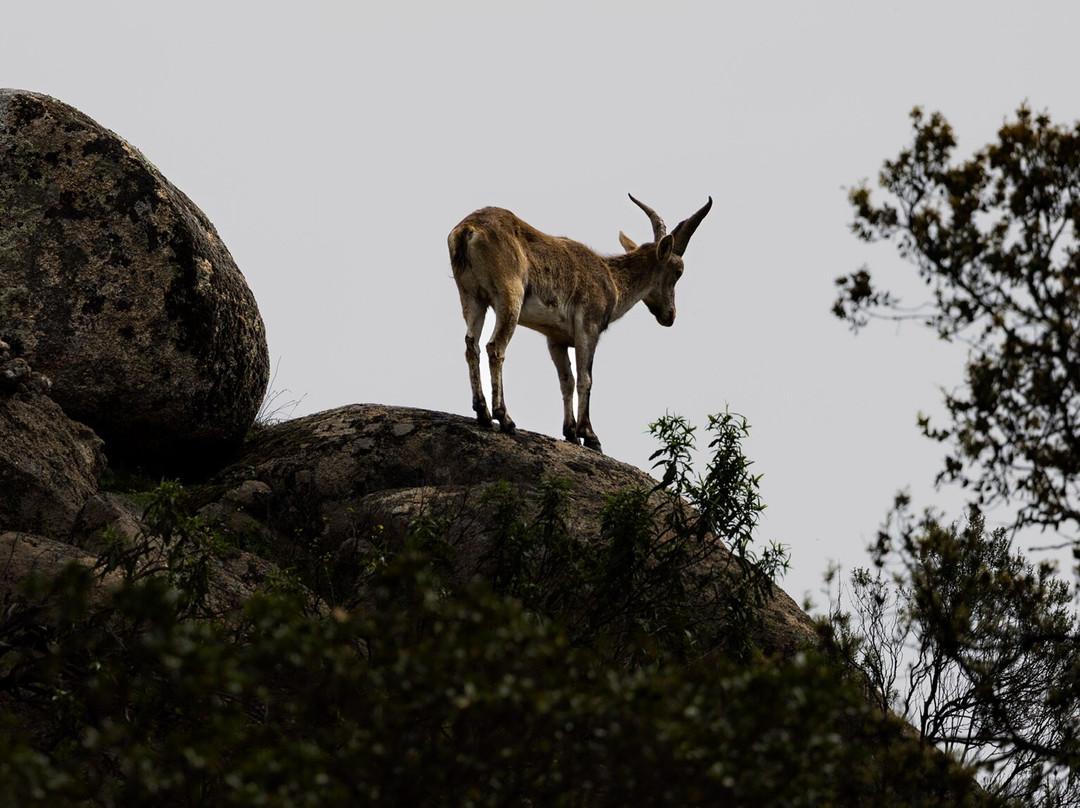 Iberian Lynx Land-Andujar必去景点