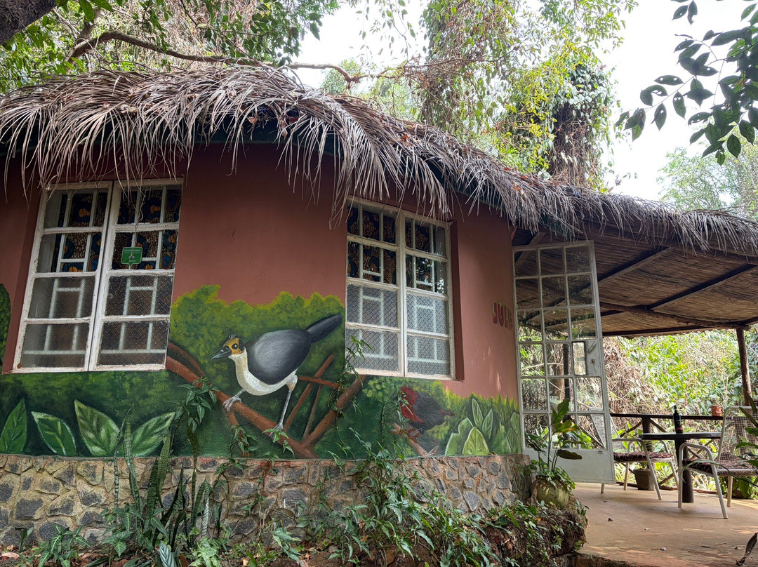Tacugama Chimpanzee Sanctuary-弗里敦必去景点