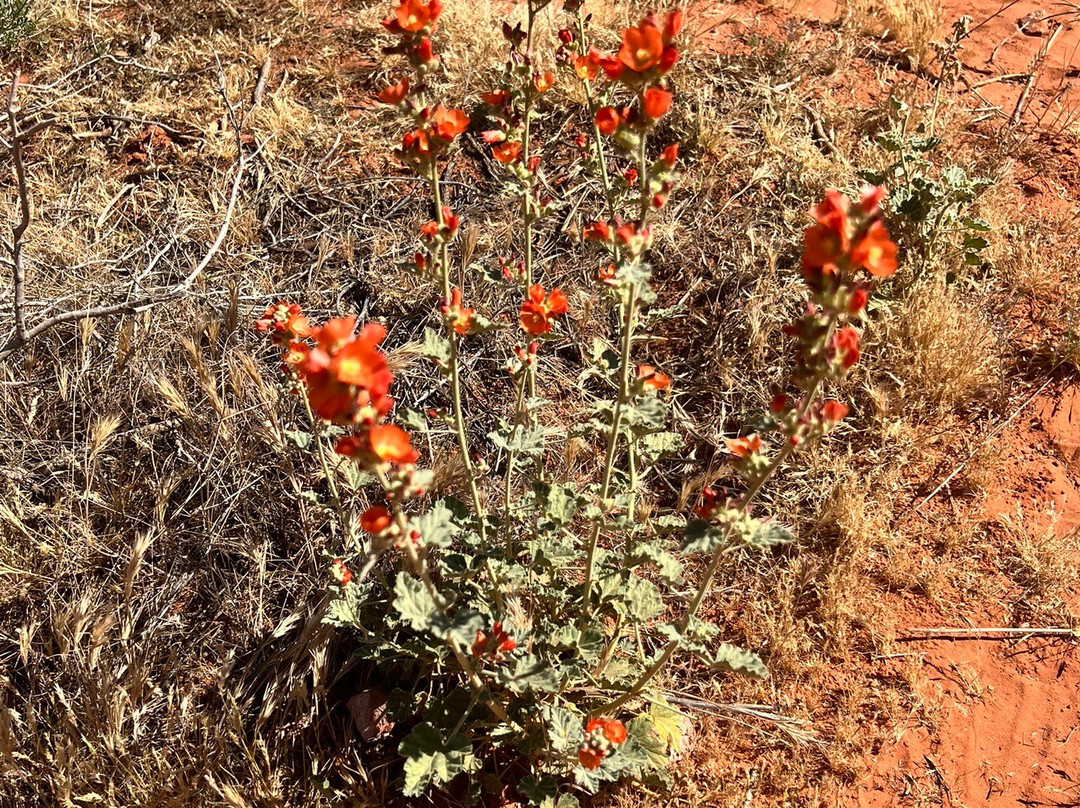Red Cliffs National Conservation Area-圣乔治必去景点