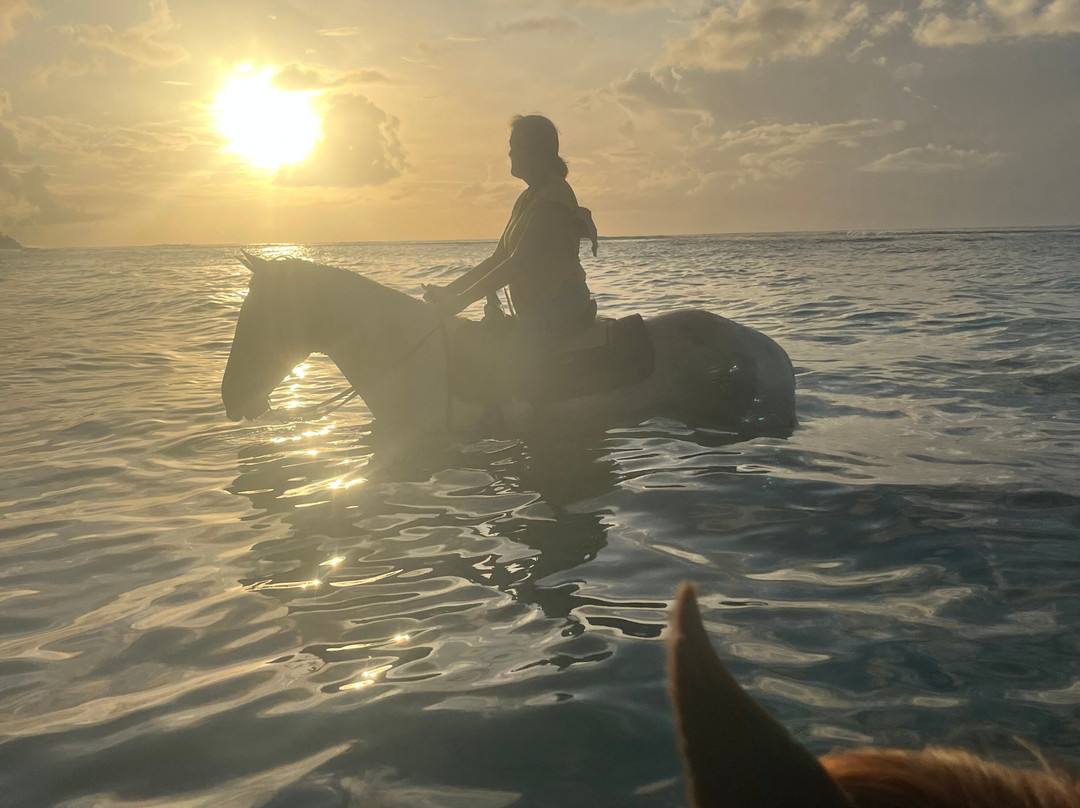 Equus Rides Horseback Riding St. Croix-Frederiksted必去景点