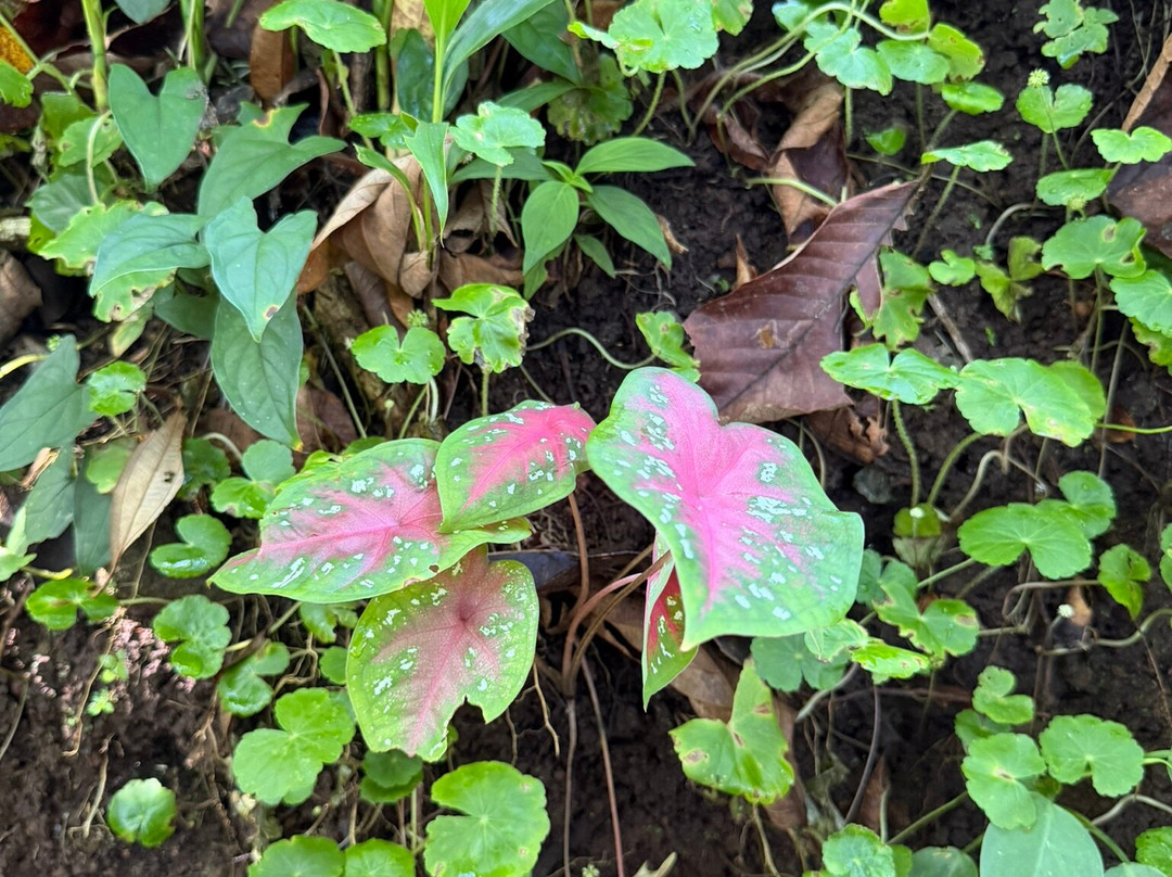 Heliconias Hanging Bridges Trails-Bijagua de Upala必去景点