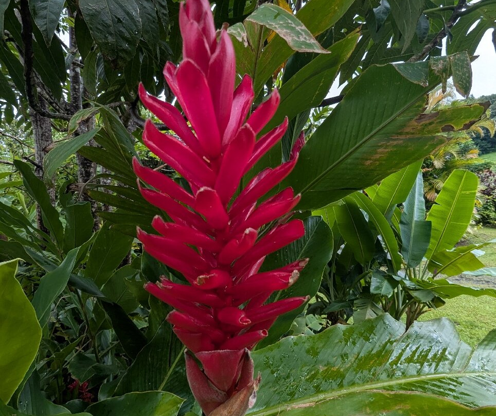 Plantation Beauvallon-Le Morne-Rouge必去景点