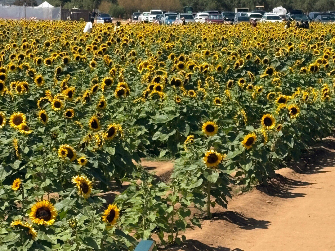The Flower Fields at Carlsbad Ranch-卡尔斯巴德必去景点