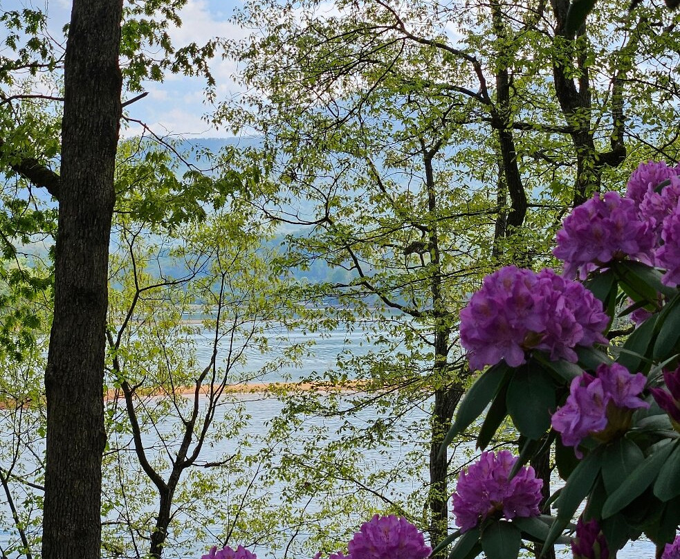Hamilton Rhododendron Gardens-Hiawassee必去景点