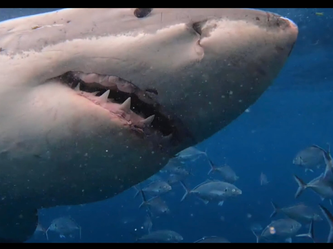 Rodney Fox Shark Expeditions-Port Lincoln必去景点