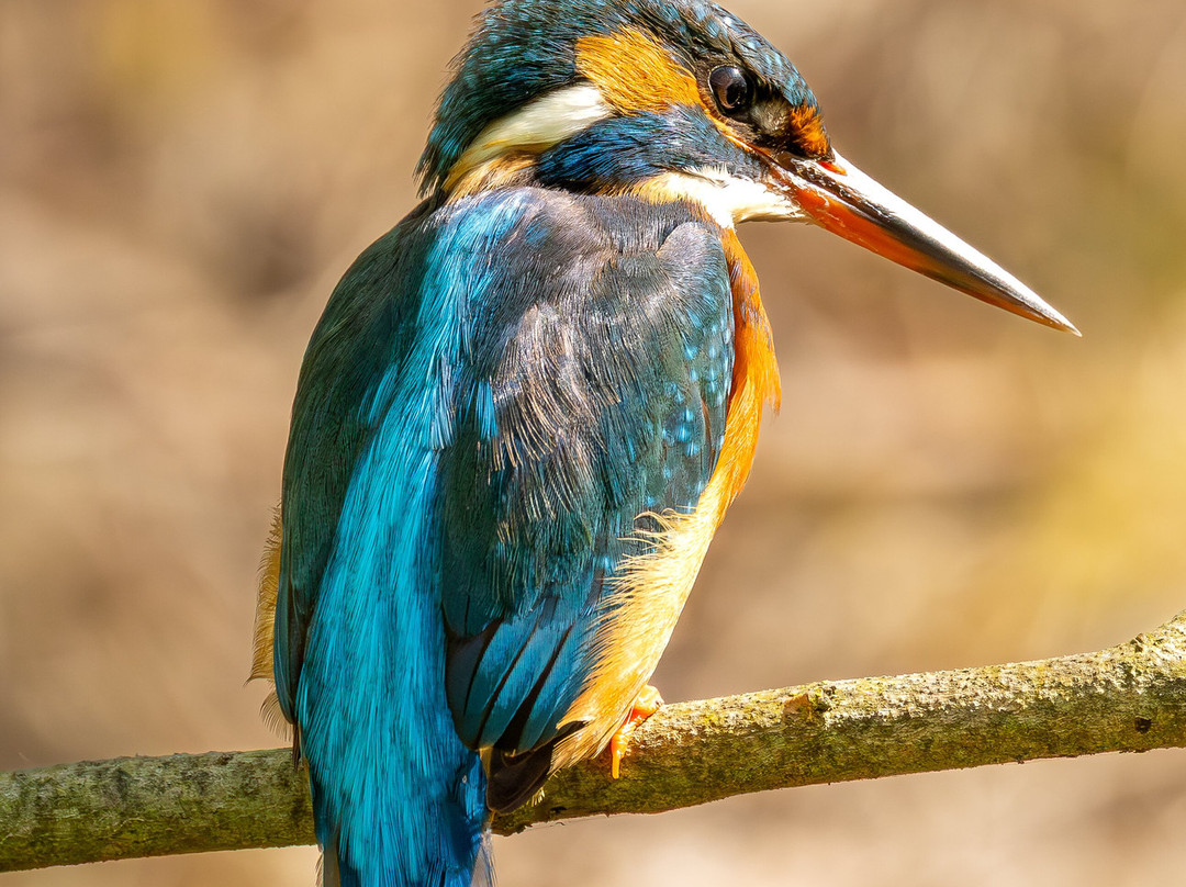 GG Wildlife Experiences Ltd-Goring-on Thames必去景点