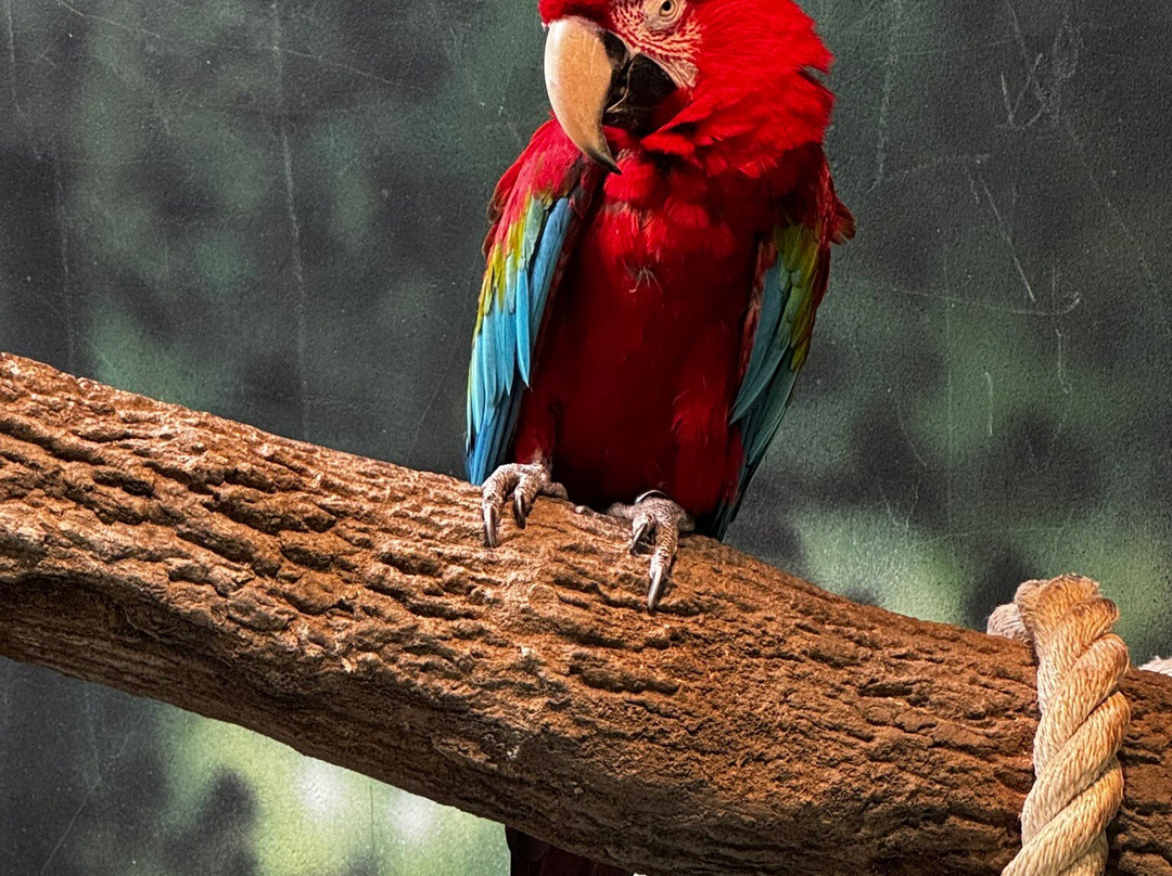 Kansas City Zoo & Aquarium-堪萨斯城必去景点