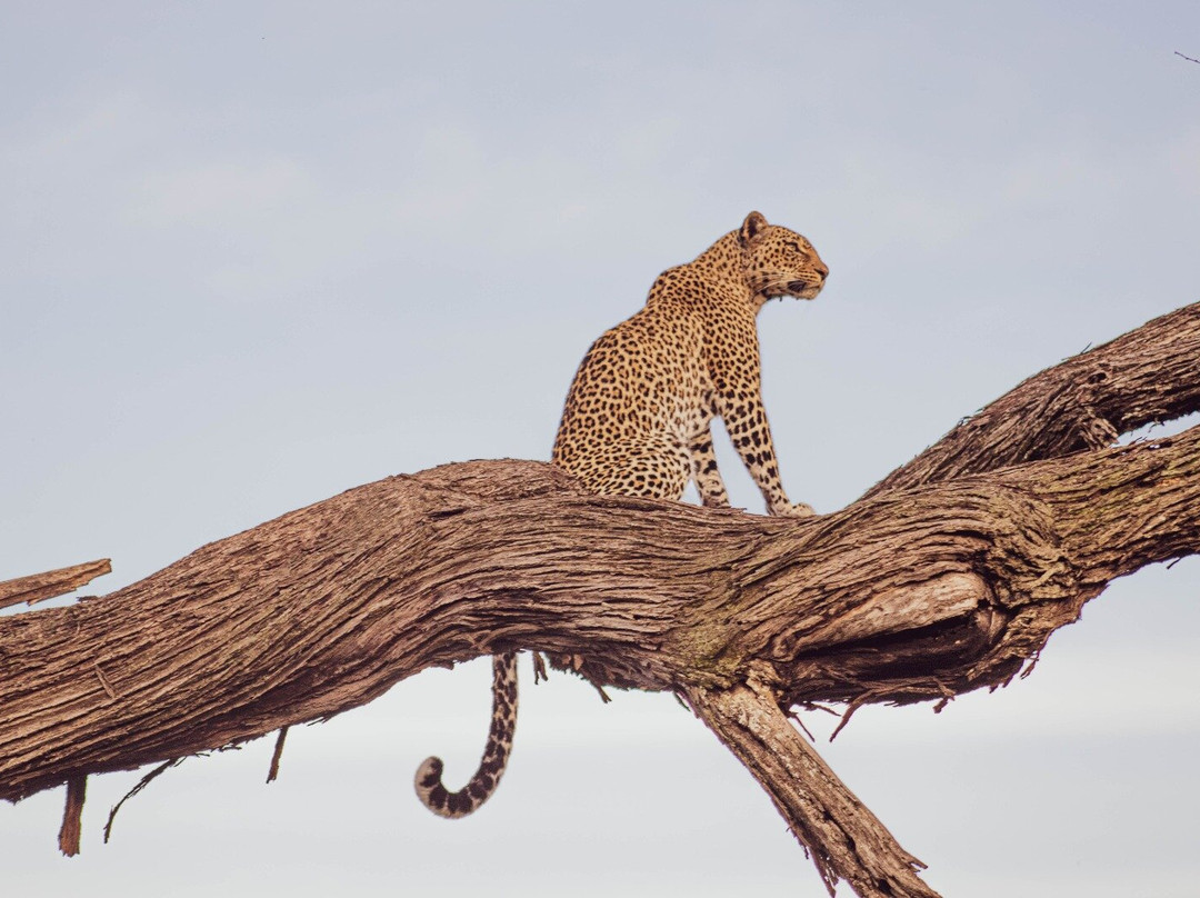 Regal African Safaris-Usa River必去景点