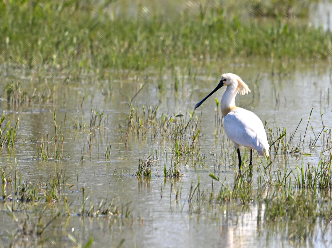 Wings of Hungary - birding and nature tours-凯奇凯梅特必去景点