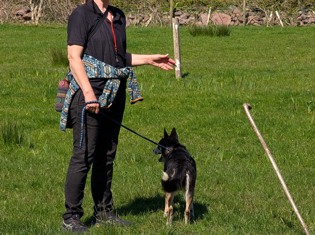 West Kerry Sheep Dog Demonstrations-凯里郡必去景点