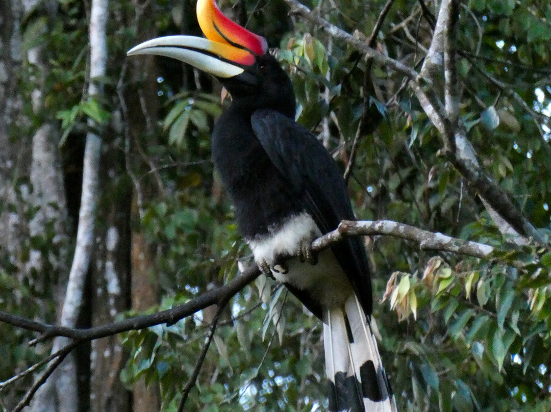 1StopBorneo Wildlife-斗湖必去景点