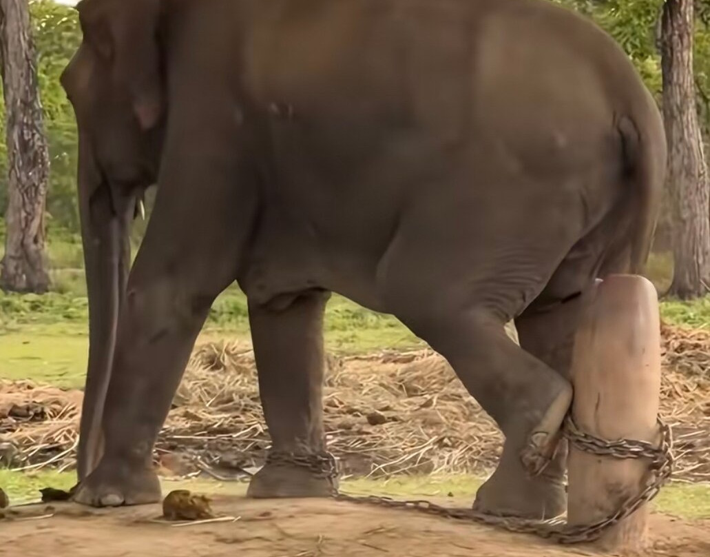 Elephant Breeding Centre-苏拉哈必去景点