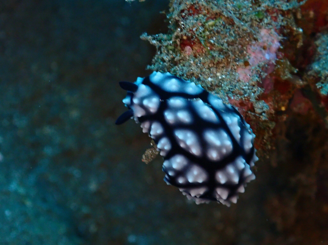 Bali Dive Trek-艾湄湾必去景点