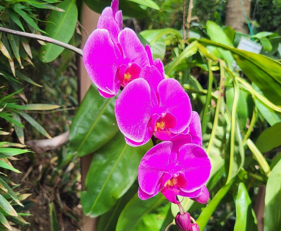 Phantasea Tropical Botanical Garden-圣 托马斯必去景点