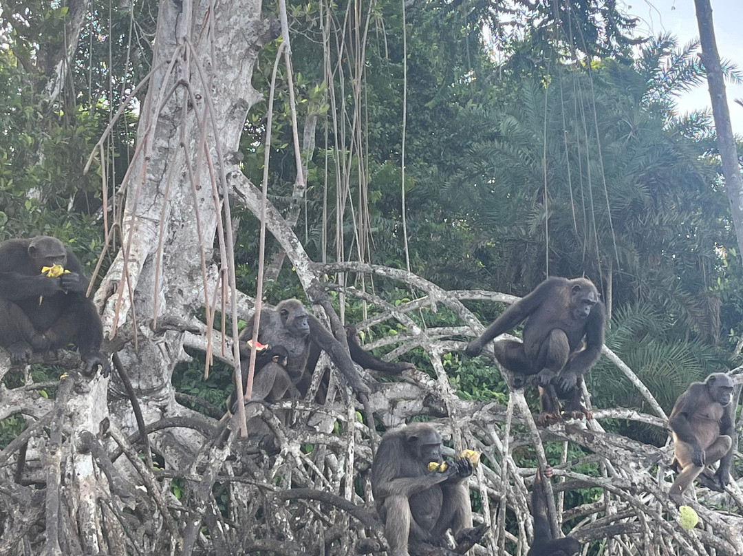 Camp Help Congo-Conkouati-Douli National Park必去景点