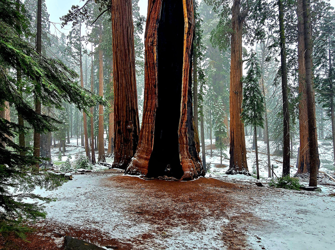 Sequoia National Park-维塞利亚必去景点