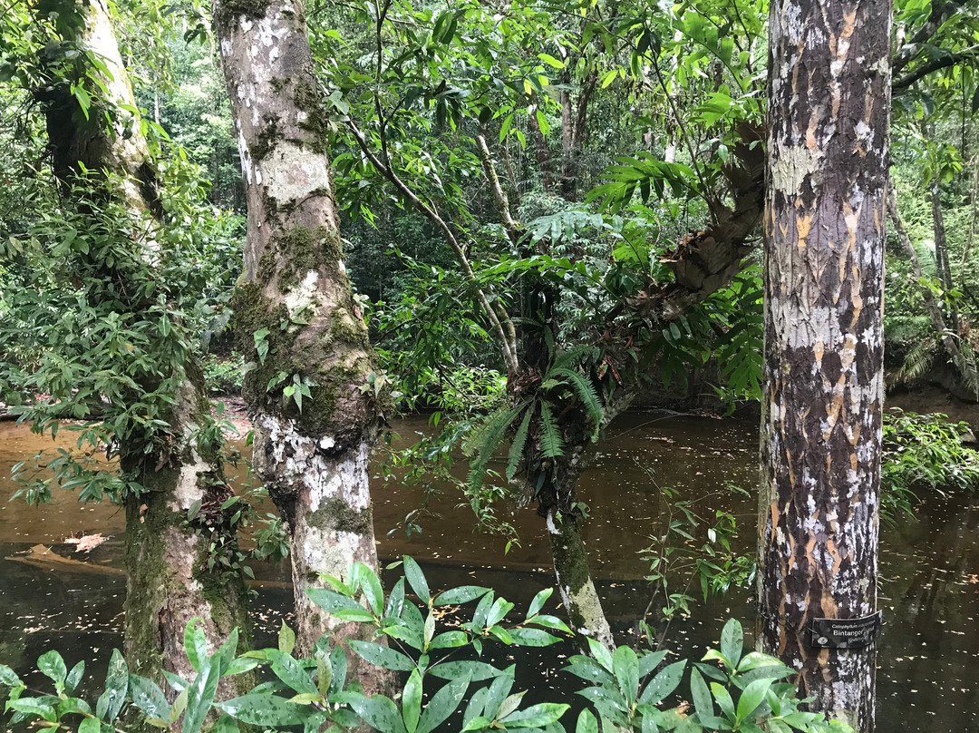 Taman Negara National Park-彭亨必去景点