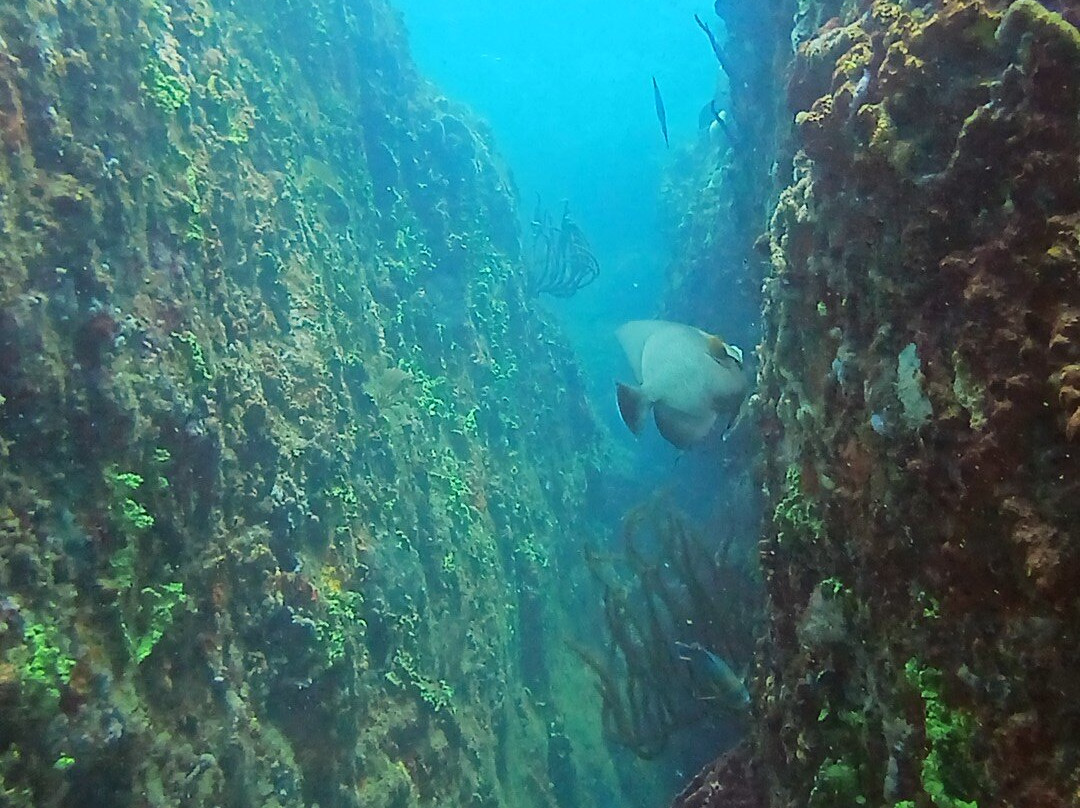 Undersea Tobago Ltd-克朗波因特必去景点
