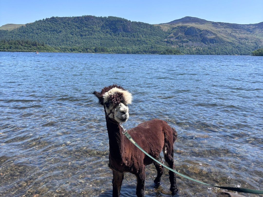 Alpacaly Ever After-Portinscale必去景点