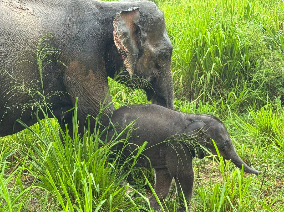 Chauffeur Sri Lanka by Dohansa Lanka Tours-尼甘布必去景点