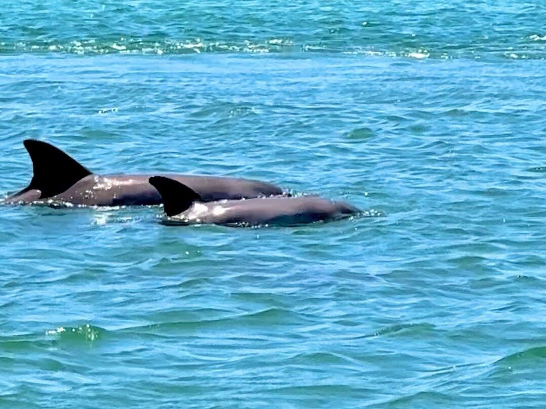 Tweed Turtle Tours-Tweed Heads South必去景点