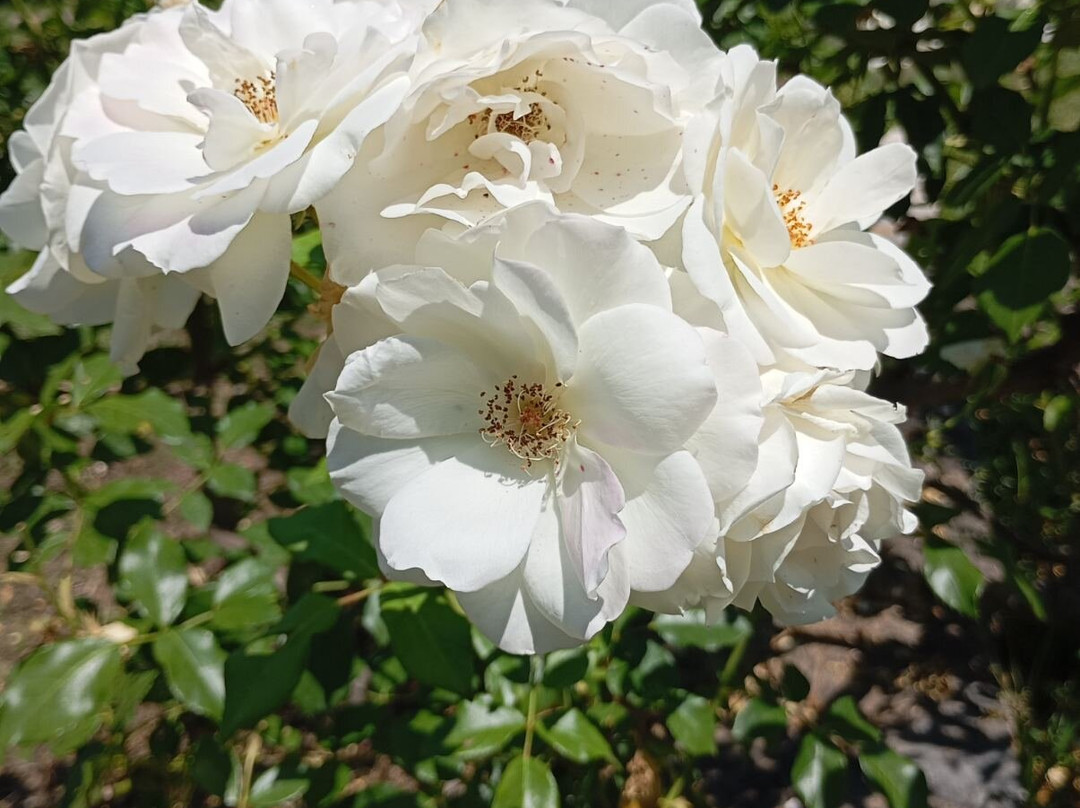 Botanical Garden Diomedes-查德利必去景点