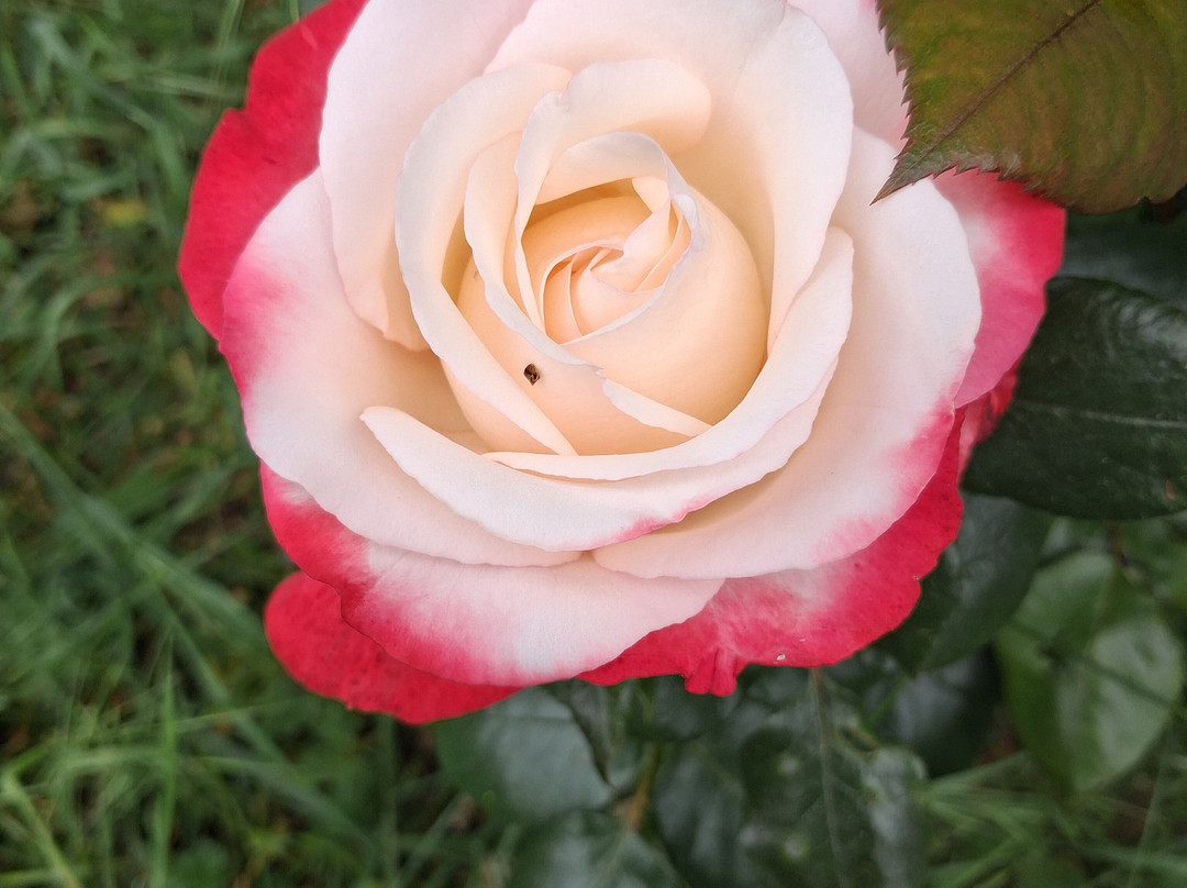 Snowshill Manor and Garden-Snowshill必去景点