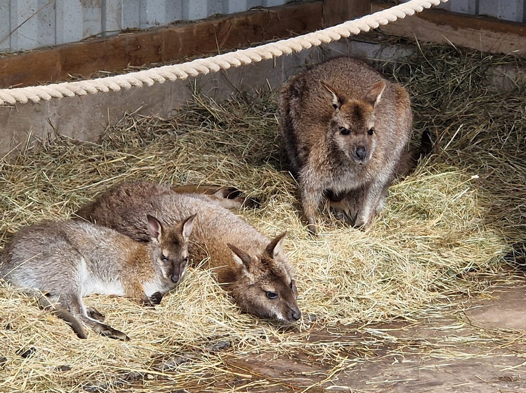 Peak Wildlife Park-Winkhill必去景点