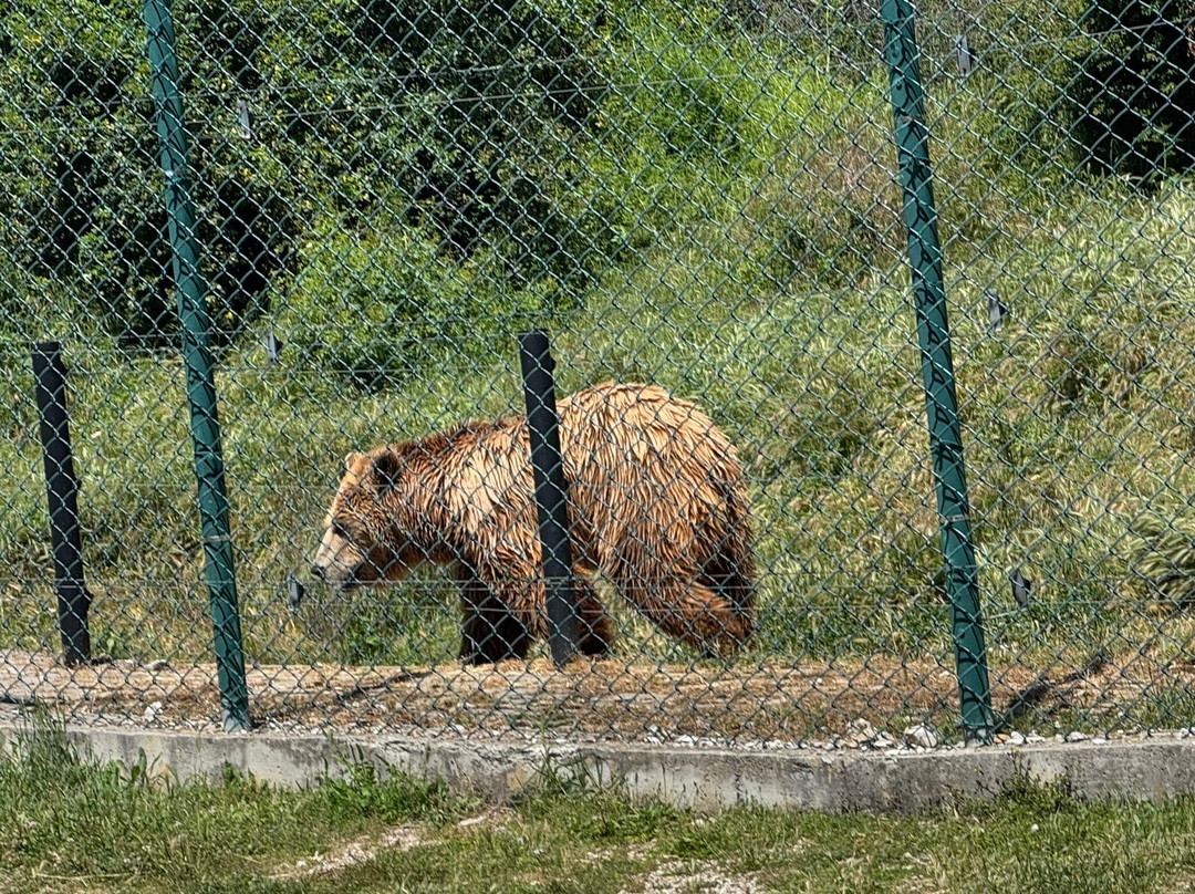 BEAR SANCTUARY Prishtina-普里什蒂纳必去景点