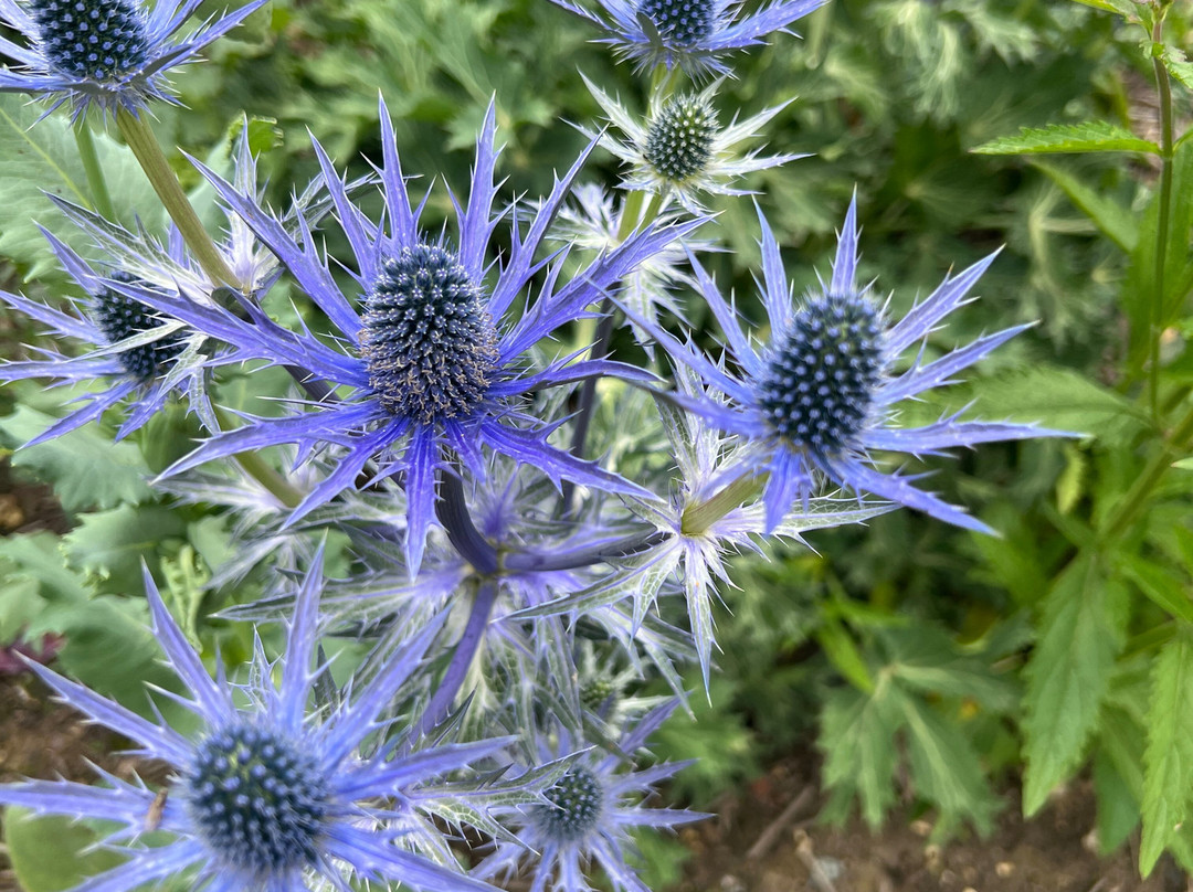 Beth Chatto's Plants & Gardens-科尔切斯特必去景点