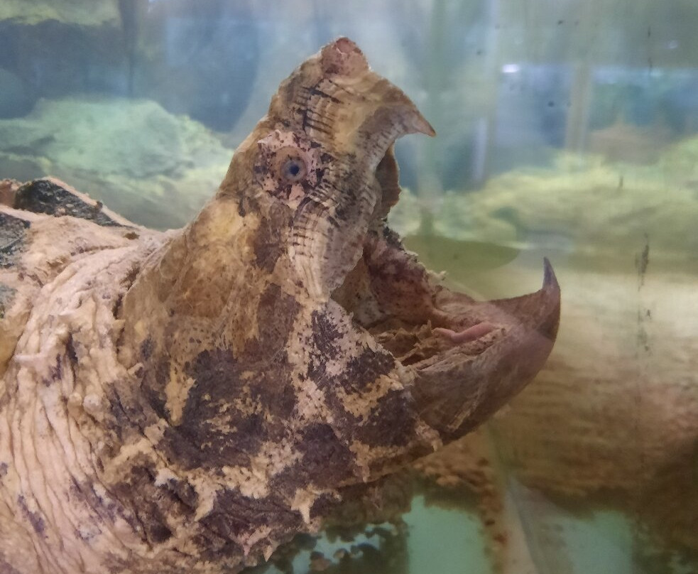 Reptilarium du Larzac-Sainte-Eulalie-de-Cernon必去景点