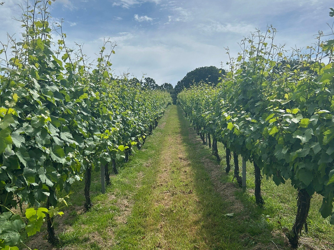 English Oak Vineyard-Lytchett Matravers必去景点