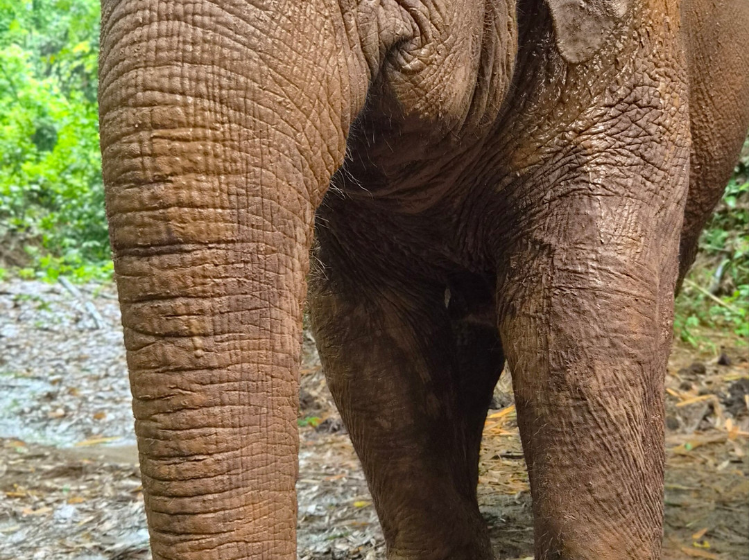 Elephant Steps Chiang Rai-清莱必去景点