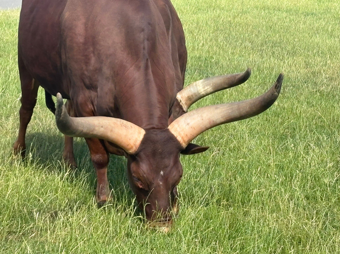 Woburn Safari Park-Woburn必去景点