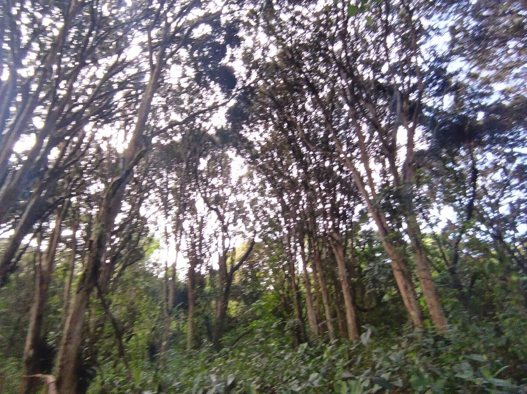 Bosque de los Arrayanes-Tulcan必去景点