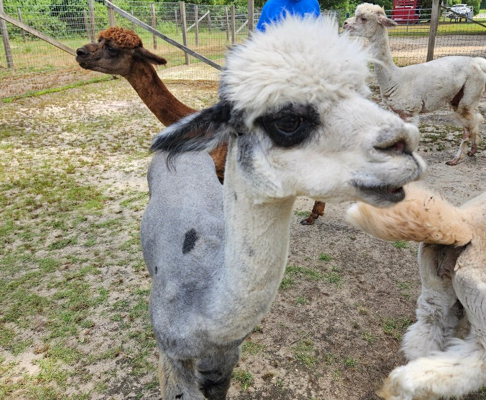 Jersey Shore Alpacas-开普梅必去景点