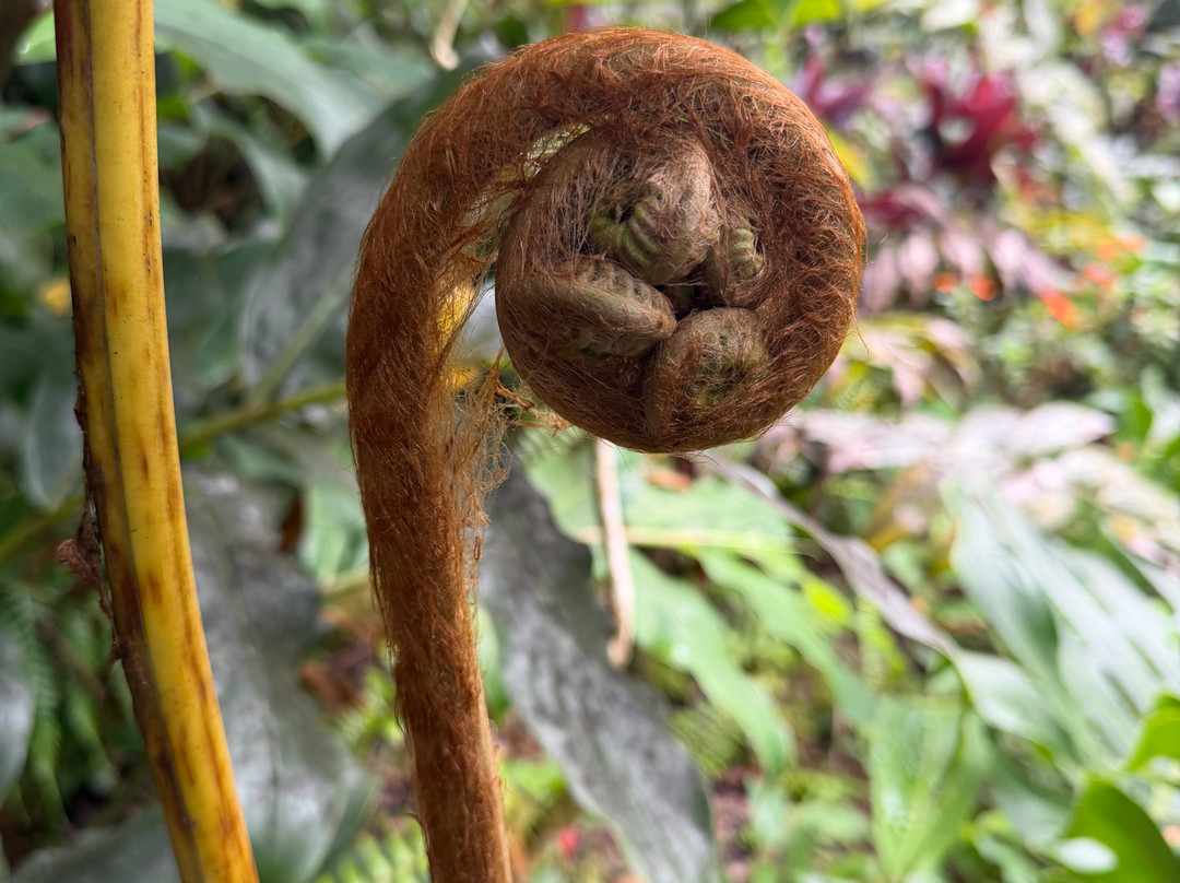 Kona Cloud Forest Sanctuary-凯鲁瓦-柯纳必去景点
