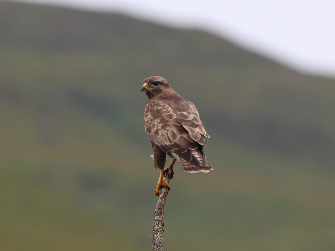 Wild Mull Tours-Pennyghael必去景点