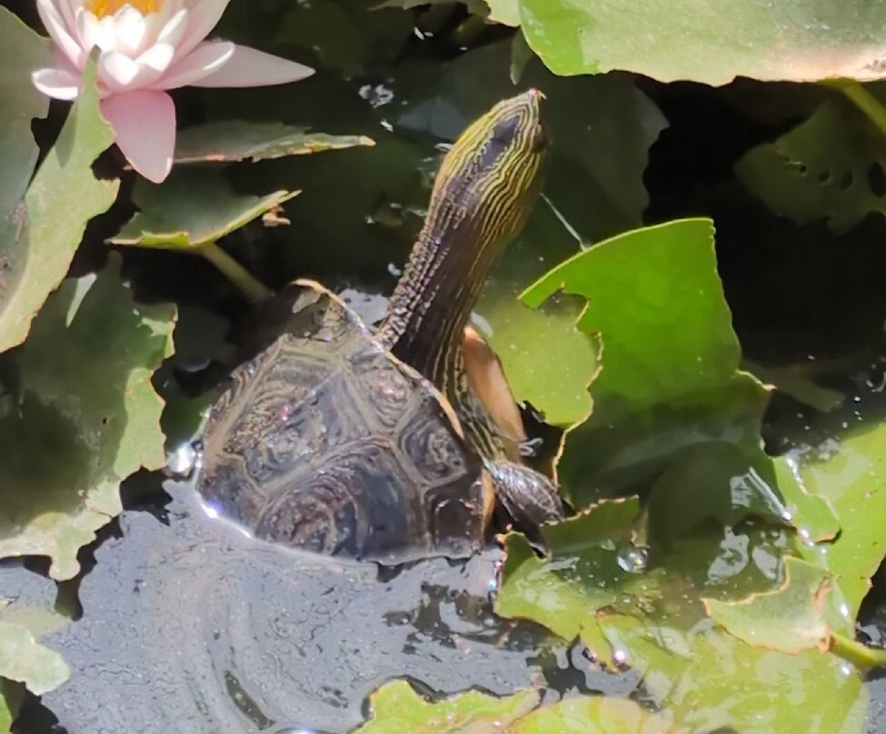 Butterfly Park-Castello d'Empuries必去景点