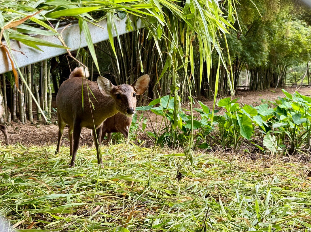 Khao Kho Zoo-考柯县必去景点